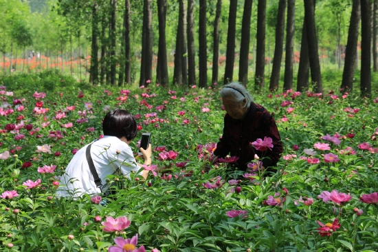 菏澤市東明黃河森林公園游客觀賞牡丹、芍藥。圖片來(lái)源：菏澤市攝影家協(xié)會(huì)